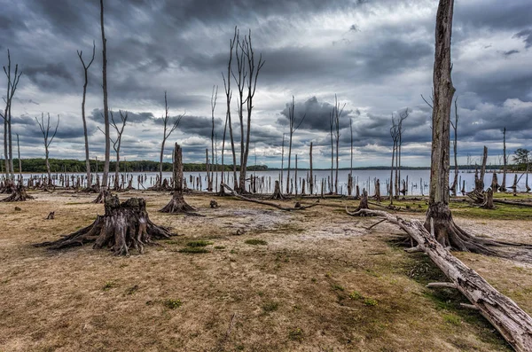 Condiciones de sequía en un lago con árboles y troncos muertos que representan el cambio climático — Foto de Stock