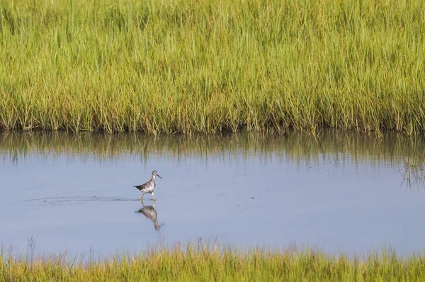 더 큰 Yellowlegs 야생 조류 Tringa melanoleuca 스톡 이미지