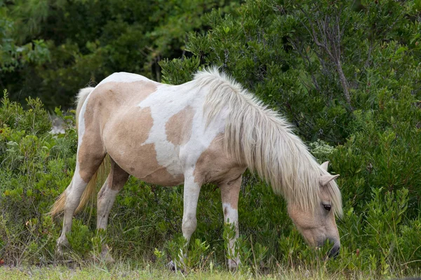 Assateague Island wildes Pony — Stockfoto
