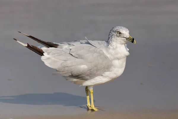 Zilvermeeuw (larus delawarensis)) — Stockfoto