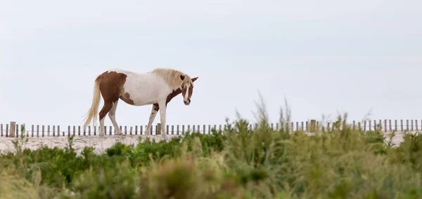 Дикі поні assateague на пляжі — стокове фото