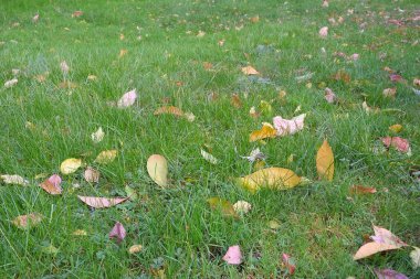 Bahçemdeki sonbahar yaprakları farklı renktedir.