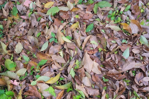 Осінь в моєму саду, листя різні кольори — стокове фото