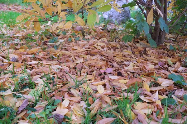 Outono no meu jardim, as folhas são cores diferentes — Fotografia de Stock