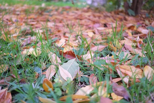 Herbst in meinem Garten, die Blätter sind unterschiedlich gefärbt — Stockfoto