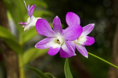 Orkide çiçek güzel küre arka plan ile.