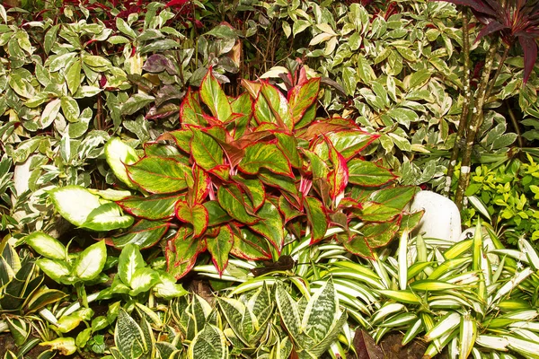 아름 다운 식물 배치 — 스톡 사진