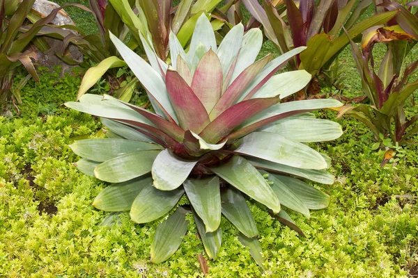 Lotus plant close up shot — Stock Photo, Image