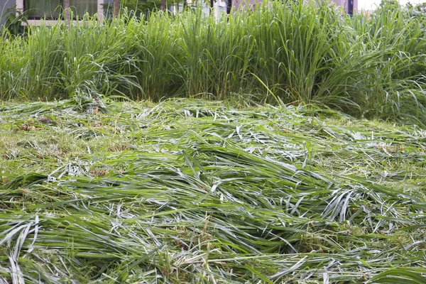 Grass cutting  concept — Stock Photo, Image