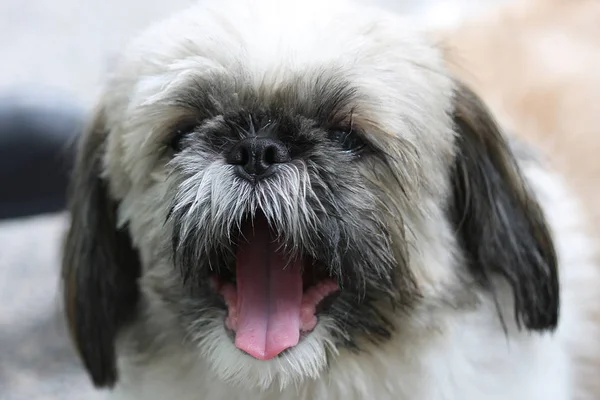 Sitzu raça cão bonito — Fotografia de Stock