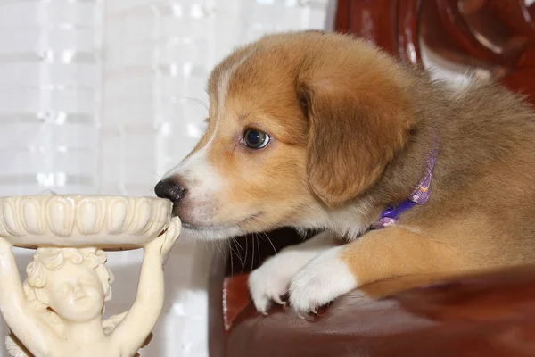 Un muy lindo cachorro retriever crianza — Foto de Stock