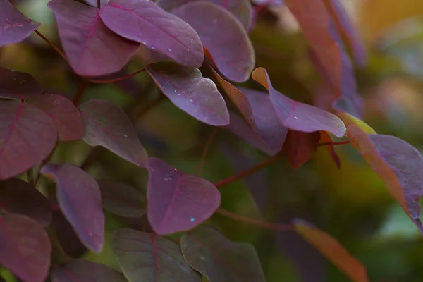 Hermosas hojas de plantas nigerianas rojas doradas — Foto de Stock