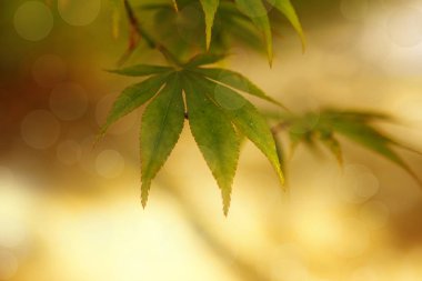 Yaz güneşinde Mapple yaprakları. Sığ Dof 