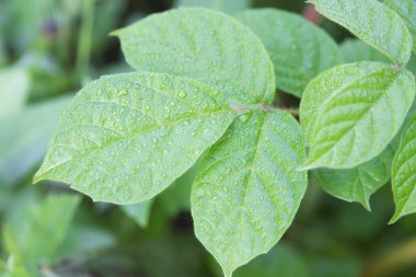 Yeşil yaprak deseni