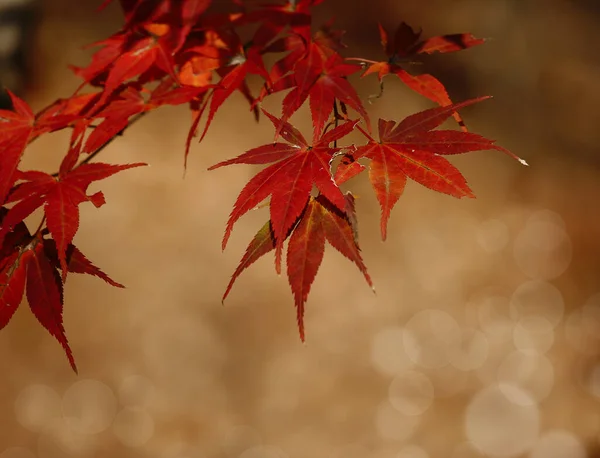 Colores Hojas Otoño — Foto de Stock