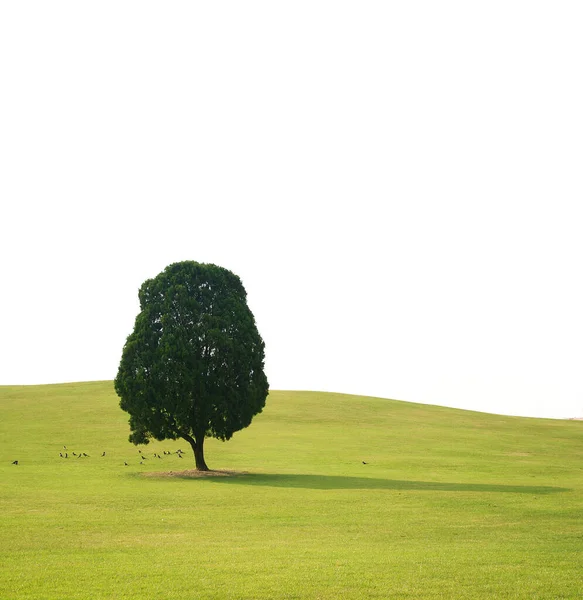 Schöne Szene Einsamer Baum — Stockfoto