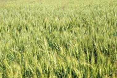 Alan buğday, tarım Tema