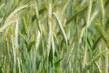 bir alanda büyüyen buğday 