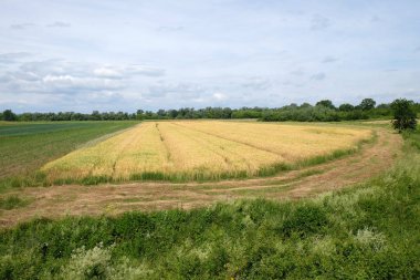 bir alanda büyüyen buğday 