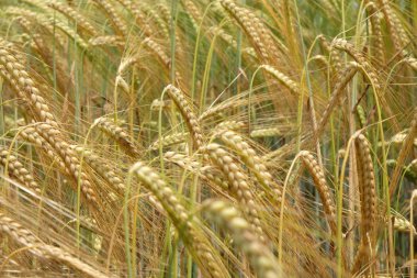 bir alanda büyüyen buğday 