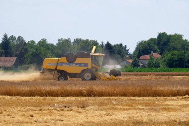 Hasat hasat olgun buğday birleştirmek