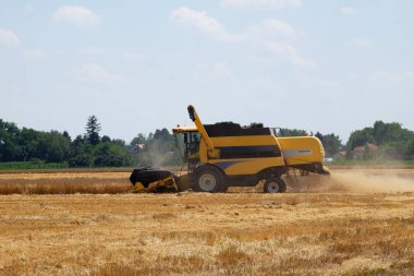 Hasat hasat olgun buğday birleştirmek
