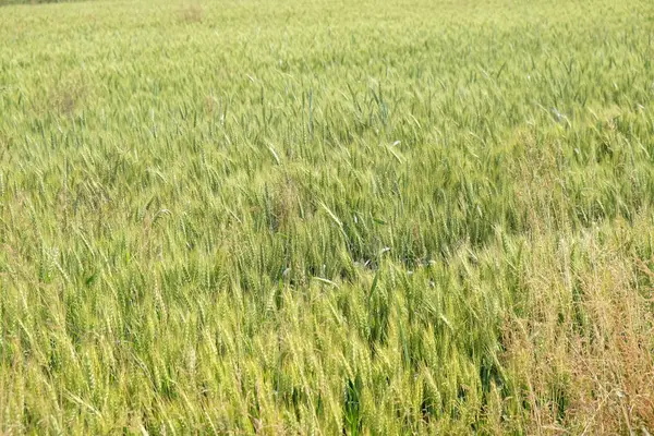小麦農業テーマの分野 — ストック写真