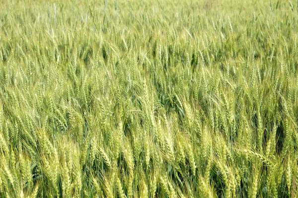 Поле Пшеницы Тема Сельского Хозяйства — стоковое фото