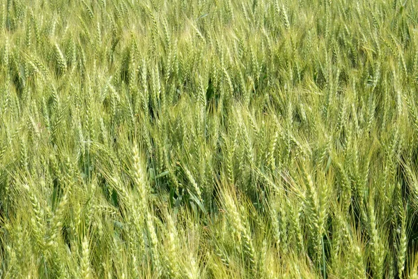 Campo Del Trigo Tema Agricultura — Foto de Stock