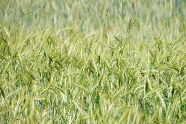 Weizenfeld Thema Landwirtschaft — Stockfoto