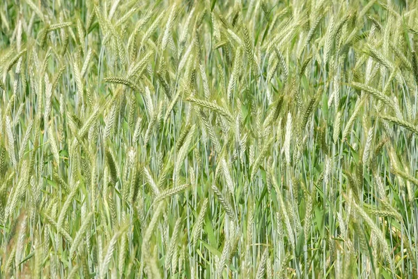 Поле Пшениці Тема Сільського Господарства — стокове фото