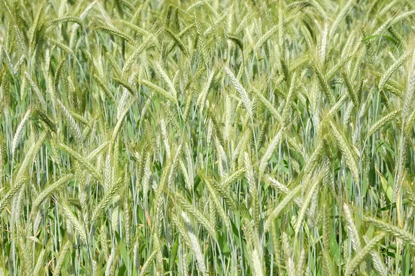 Pšenice, rostoucí v poli — Stock fotografie