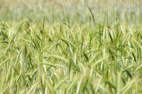 Пшеница Растет Поле — стоковое фото