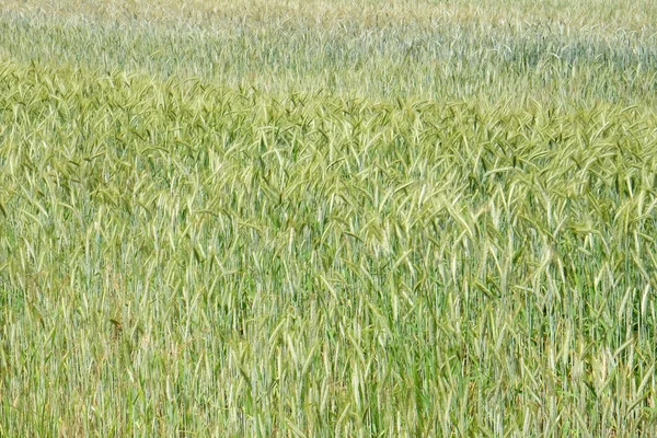 Weizen Wächst Auf Einem Feld — Stockfoto