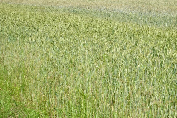 Pšenice Rostoucí Poli — Stock fotografie