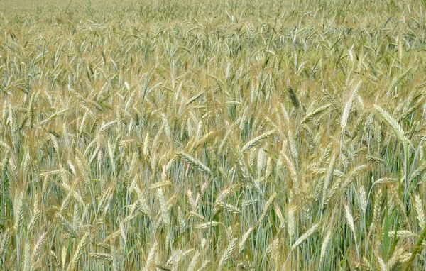 小麦生长在一个字段 — 图库照片