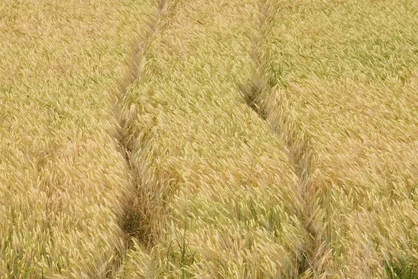 Wheat growing in a field — Stock Photo, Image