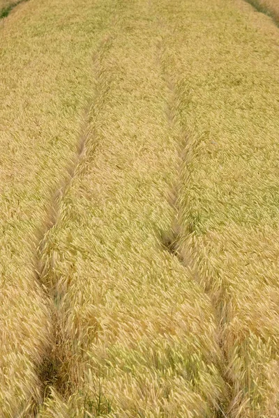 Weizen wächst auf einem Feld — Stockfoto