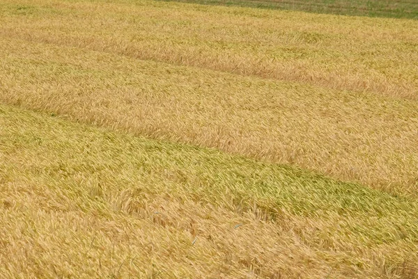 Cultivo de trigo en un campo —  Fotos de Stock