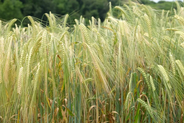 Tarwe Groeien Een Veld — Stockfoto