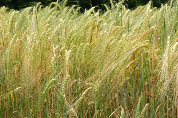 Tarwe groeien in een veld — Stockfoto