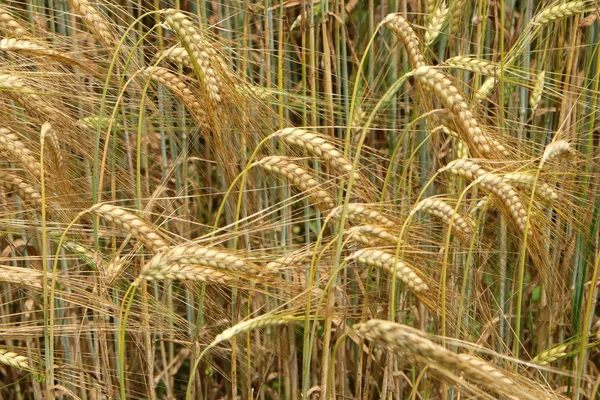 Trigo Crescendo em um Campo — Fotografia de Stock