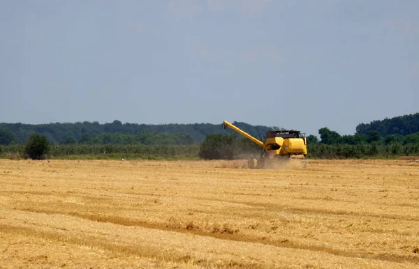 Combine harvester harvest ripe wheat — Stock Photo, Image