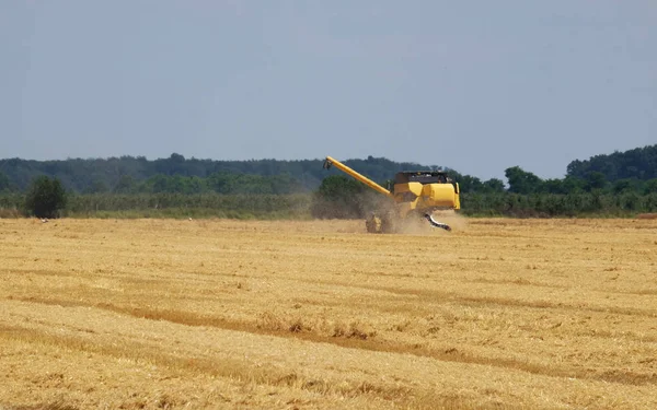 Combine harvester harvest ripe wheat — Stock Photo, Image