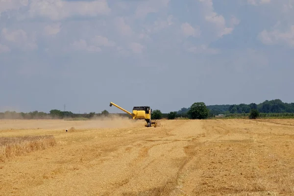 Combine harvester harvest ripe wheat — Stock Photo, Image