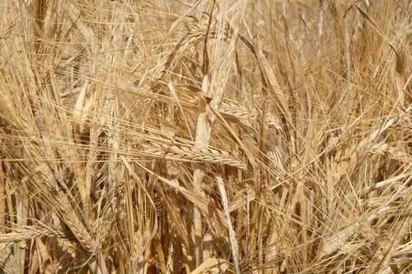 Trigo Crescendo em um Campo — Fotografia de Stock