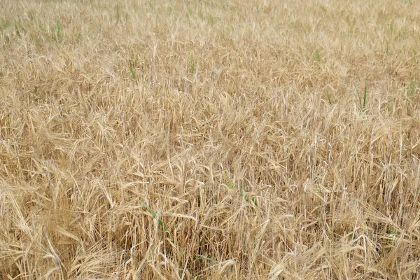 Weizen Wächst Auf Einem Feld — Stockfoto