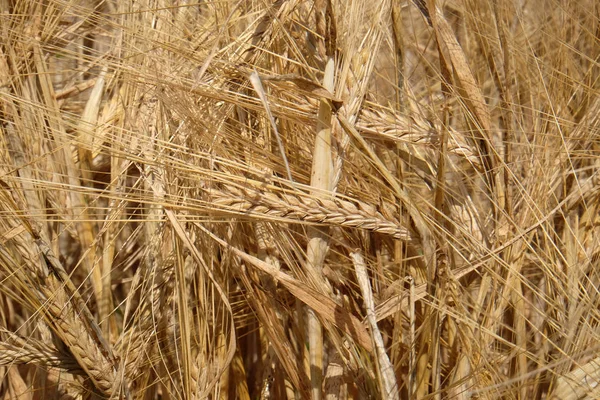 小麦のフィールドで栽培 — ストック写真