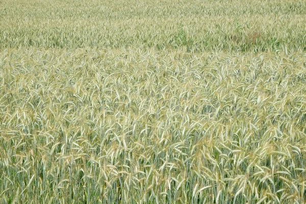 Wheat growing in a field — Stock Photo, Image