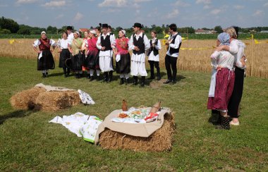 Köylüler, şarkı ve dans ve iyi yemek Nedelisce, Hırvatistan montaj geleneksel hasat başlar